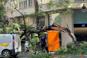 Cau un arbre en plena Gran Via de València i obliga a tallar la circulació