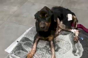 Salut i Benestar animal d’Alzira denuncia una situació de maltractament d’un gos