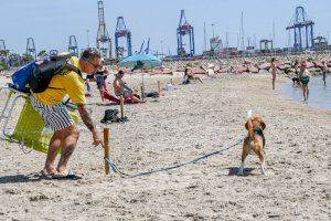 Las mascotas pueden disfrutar de casi 10.000 m2 de la playa Pinedo hasta el 30 de septiembre