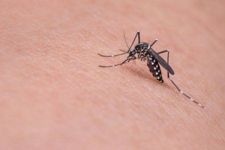Solta de mosquits tigre mascle i estèril: la pionera tècnica per a combatre la plaga a l'estiu