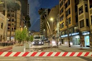 Cau una palmera en l'avinguda del Lidón de Castelló