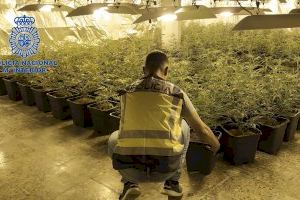 Pincha la luz en Gandia para alimentar una plantación de marihuana indoor