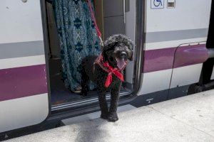 Ampliado el alcance del Proyecto Mascotas, a partir del cual se podrá viajar con mascotas hasta 10kg en los trenes Avlo de alta velocidad