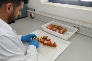 El proyecto de investigación Valhitom de la UMH acerca al mercado variedades de tomate con resistencia genética a virus
