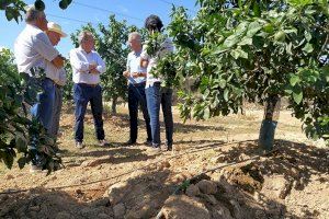 Los jabalíes provocan pérdidas en los campos valencianos valoradas en más de 40 millones de euros
