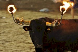 Valencia negocia con la federación de Bous al Carrer recuperar los toros embolados en septiembre