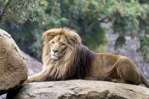 España, líder en caza de leones y desde BIOPARC Valencia se hace un llamamiento por su protección