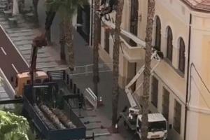 Retiren nou palmeres a Castelló per perill de caiguda després de l'incident de fa quinze dies