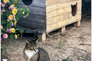 La colaboración entre Bigatos, el Ayuntamiento y la aplicación del Método CER permite la disolución de una colonia felina de Altea