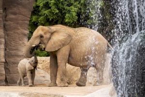 Ante el peligro real de extinción del elefante, la Fundación BIOPARC promueve un exitoso proyecto internacional de conservación