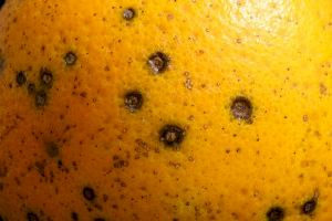 La Unión Europea detecta mancha negra por primera vez en naranjas de Egipto
