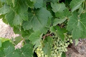 Requena inicia la vendimia de variedades tempranas de uvas para cavas
