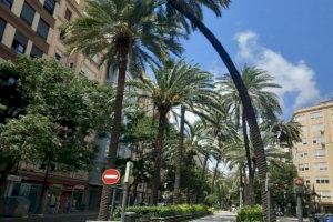 Talan dos palmeras en pleno centro de Valencia ante el riesgo de caída