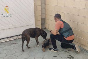 Vecinos de Novelda y Aspe denuncian a un estafador al hacerles creer que conocía el paradero de sus perros robados