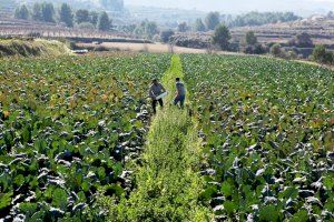 La Comunitat Valenciana registra el mayor descenso del país en los contratos de la agricultura