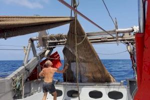 Pescadores de Xàbia liberan un enorme ejemplar de tiburón tras quedar atrapado en sus redes