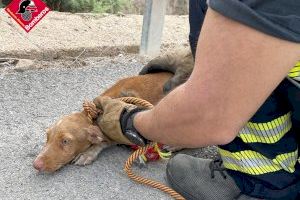 Los bomberos rescatan a un perro atrapado en San Fulgencio