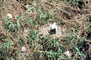 Fita mediambiental: Un nou ocell nidifica en la Comunitat Valenciana