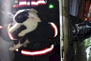 Los bomberos rescatan a un conejo atrapado en una vivienda en llamas en Onda
