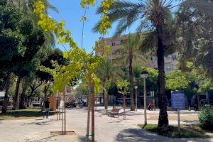 El Ayuntamiento de Elche continúa su plan de sombra con la plantación de árboles de gran porte en la plaza dels Algeps