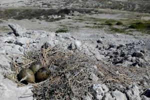 La gaviota 'más rara del mundo' nidifica por primera vez en el Puerto de Sagunto