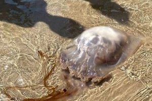 Se succeeixen els albiraments de meduses en la costa valenciana
