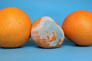 Descubren una proteína que puede acabar con el habitual 'moho verde' de las naranjas