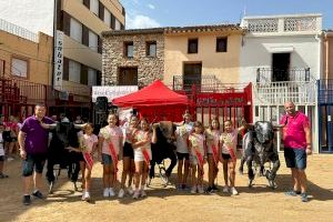 Vall d’Alba se prepara para celebrar su gran encierro de seis toros cerriles de Madroñiz