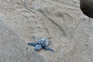 La playa de Albaranes acoge el ‘Campamento tortuga’