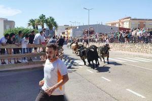 Los aficionados taurinos de la provincia disfrutaron en Vall d’Alba de un emocionante encierro de seis toros cerriles