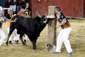 VÍDEO | El lament i el patiment d'un bou embolat a Montserrat que ha indignat les xarxes socials