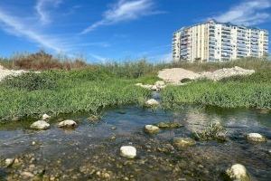 Los análisis de las aguas de baño de las playas y calas de El Campello confirman que son “excelentes” durante todo el verano