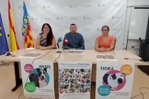 La Protectora de Villena lanza una campaña de adopción de Perros Potencialmente Perfectos