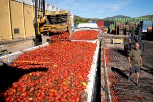 De La Llosa a Buñol: 120.000 kilos de tomates preparados para la batalla