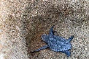 Nacen 72 tortugas marinas en Denia con un 100% de éxito de eclosión de huevos por primera vez en la Comunitat Valenciana