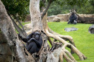 BIOPARC llaman a la reflexión para la protección de los primates