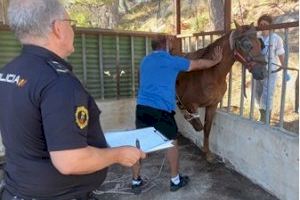 Localitzen a Gandia un estable il·legal amb cinc cavalls en males condicions higièniques i sense regularitzar