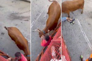 VIDEO | Sobrecogedora cogida en los bous al carrer de Montroi