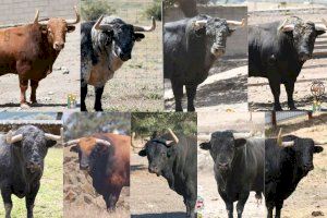 Nueve toros cerriles para las fiestas del ‘poble de dalt’ de la Vall d’Uixó: Consulta los horarios