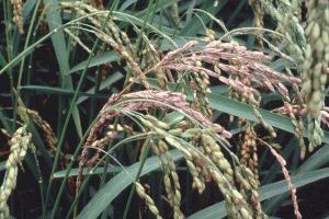 LA UNIÓ insta a Agricultura a impulsar en Bruselas el uso del Triciclazol en el arroz y a establecer el mismo LMR que al producto importado
