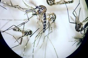 Buscan acabar con el mosquito tigre en Valencia usando una bacteria