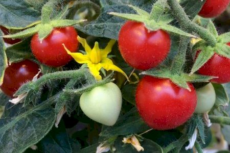 Nueva vía para crear tomates resistentes a plantas parásitas sin afectar a su crecimiento