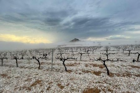 VIDEO | Siniestro total en muchos viñedos de Requena: el granizo echa a perder la cosecha en vísperas de la vendimia