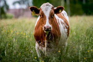Alerta pels primers casos del ‘covid de les vaques’ a València i Castelló