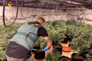 Golpe contra el tráfico de drogas en Sax: Armas y centenares de plantas de marihuana