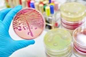 Un estudio aborda el papel que pueden tener las bacterias intestinales en el desarrollo de nuevos probióticos