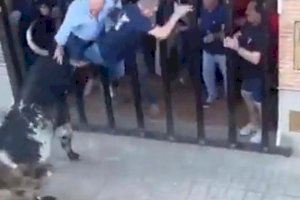 PACMA pide prohibir los 'bous al carrer' tras la muerte de un hombre en la Pobla de Farnals este fin de semana