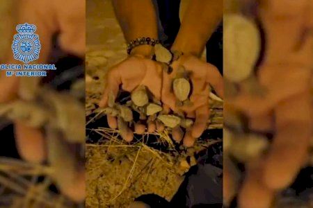 VIDEO | Dos policías fuera de servicio rescatan a 60 crías de tortugas en Almassora