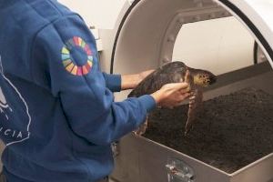 El Oceanogràfic descubre que las tortugas atrapadas por redes de pesca sufren la enfermedad de los buceadores