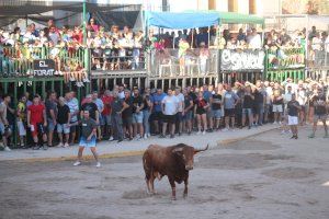 Almenara reprén els actes taurins amb bous de Daniel Ruiz i Domínguez Camacho